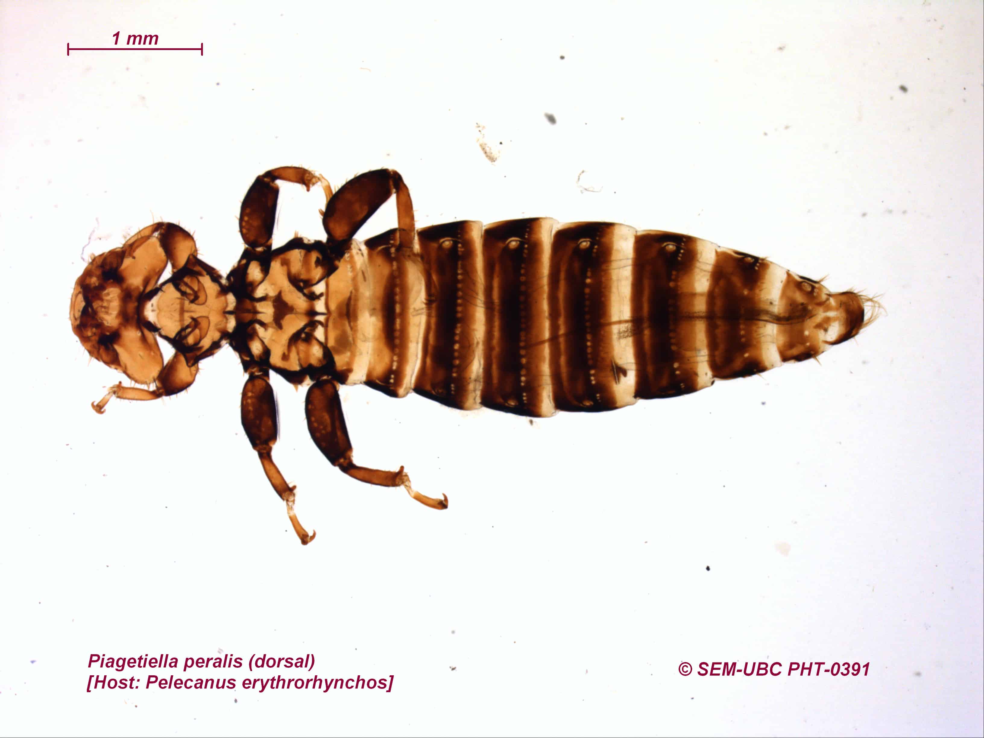 Pelecanidae